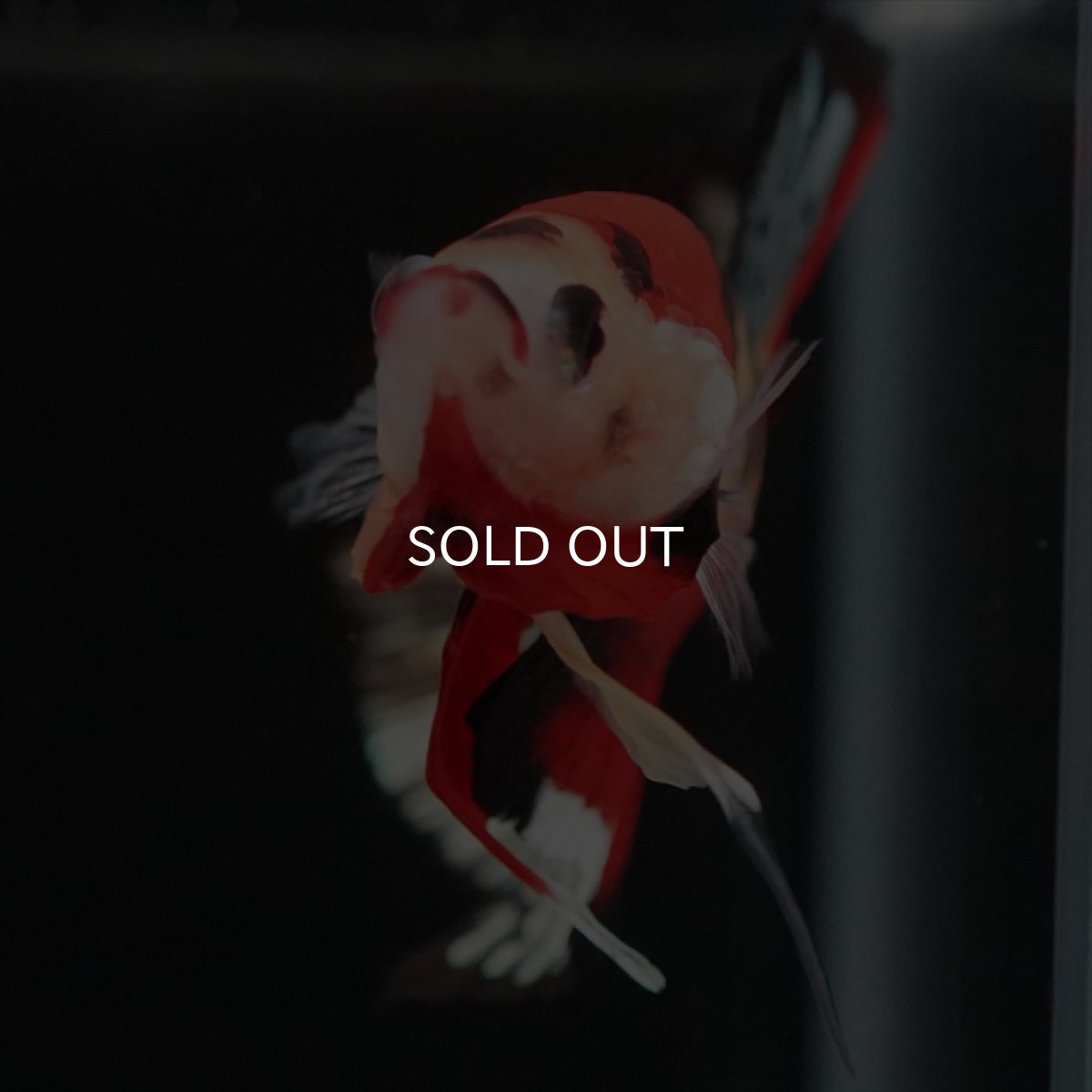 画像11: HMPK　キャンディカッパー (11)