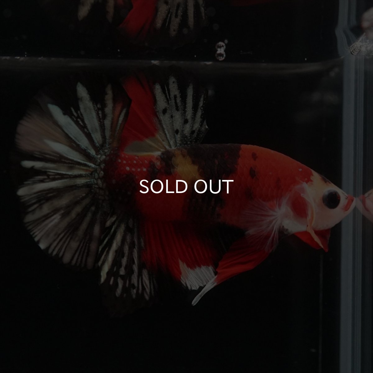 画像10: HMPK　キャンディカッパー (10)