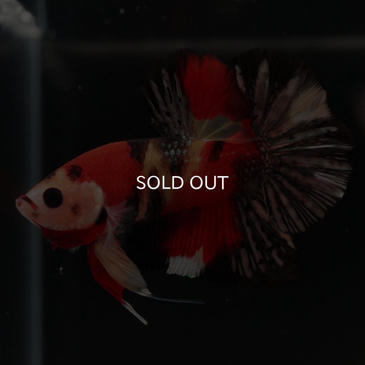 画像9: HMPK　キャンディカッパー (9)