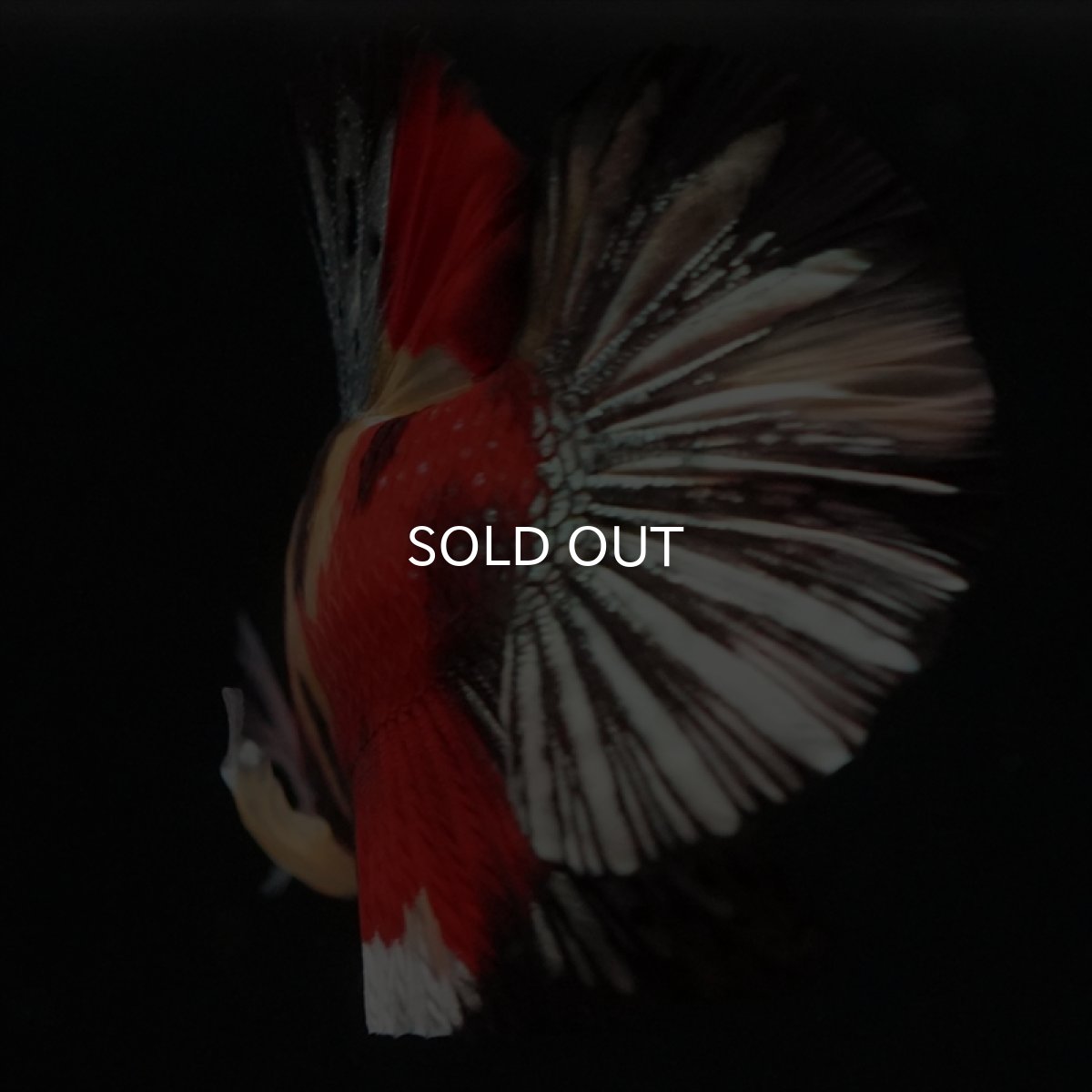 画像8: HMPK　キャンディカッパー (8)