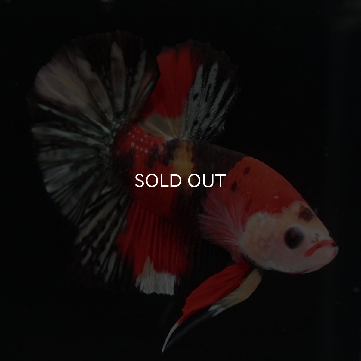 画像7: HMPK　キャンディカッパー (7)