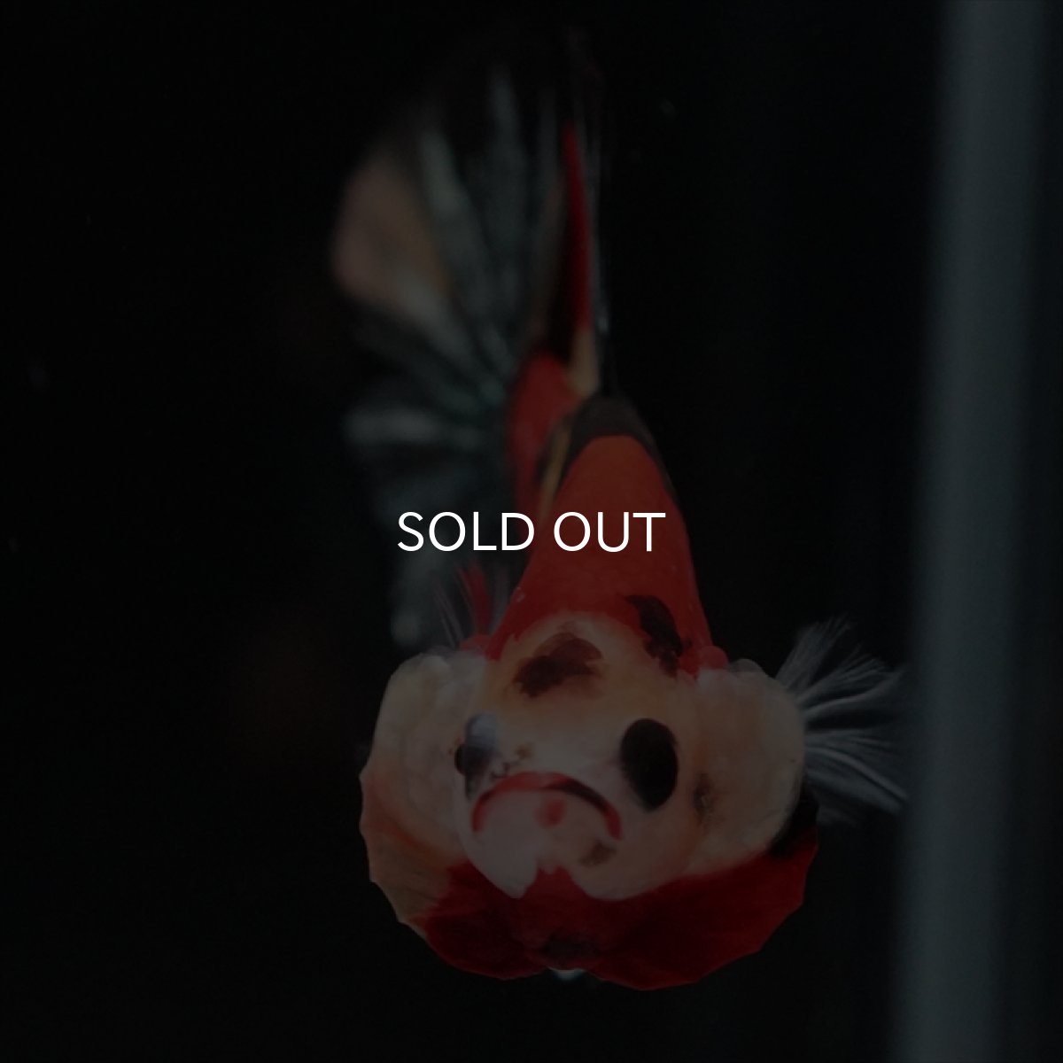 画像6: HMPK　キャンディカッパー (6)