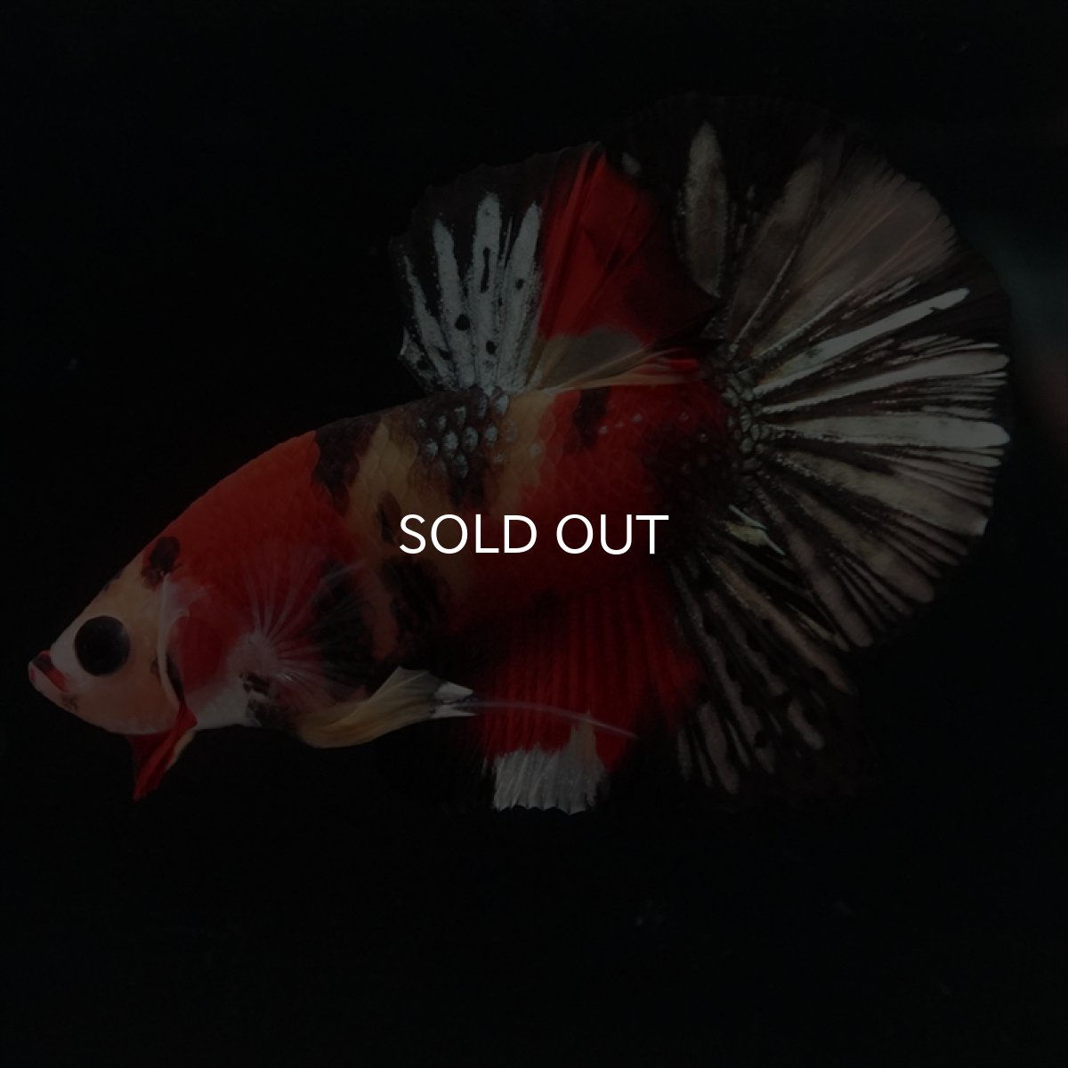 画像2: HMPK　キャンディカッパー (2)