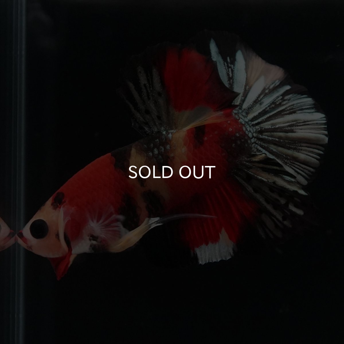 画像5: HMPK　キャンディカッパー (5)