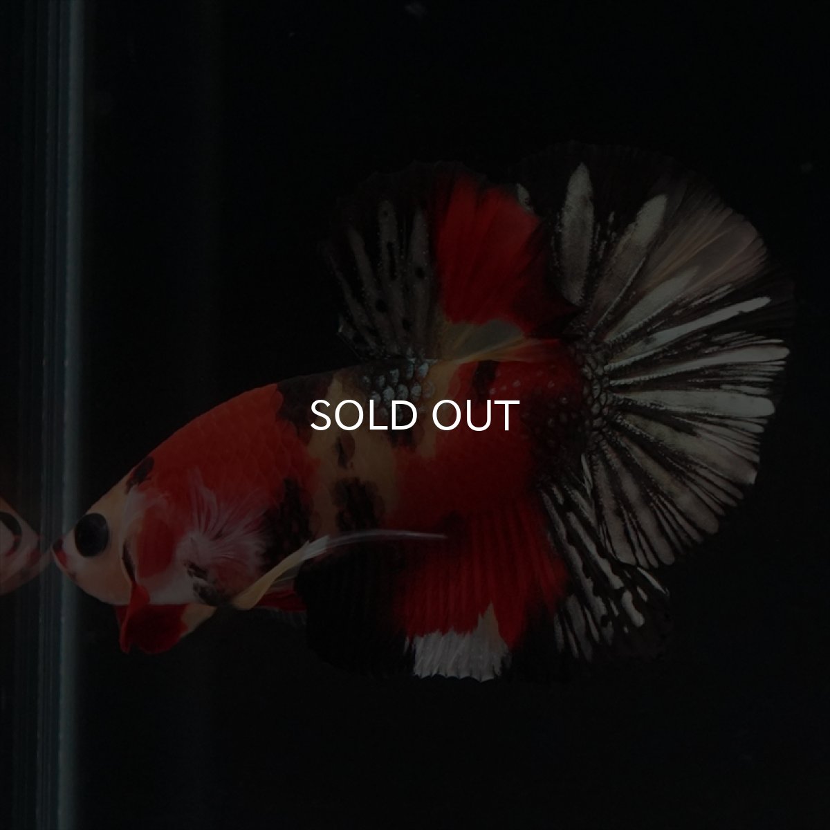 画像4: HMPK　キャンディカッパー (4)