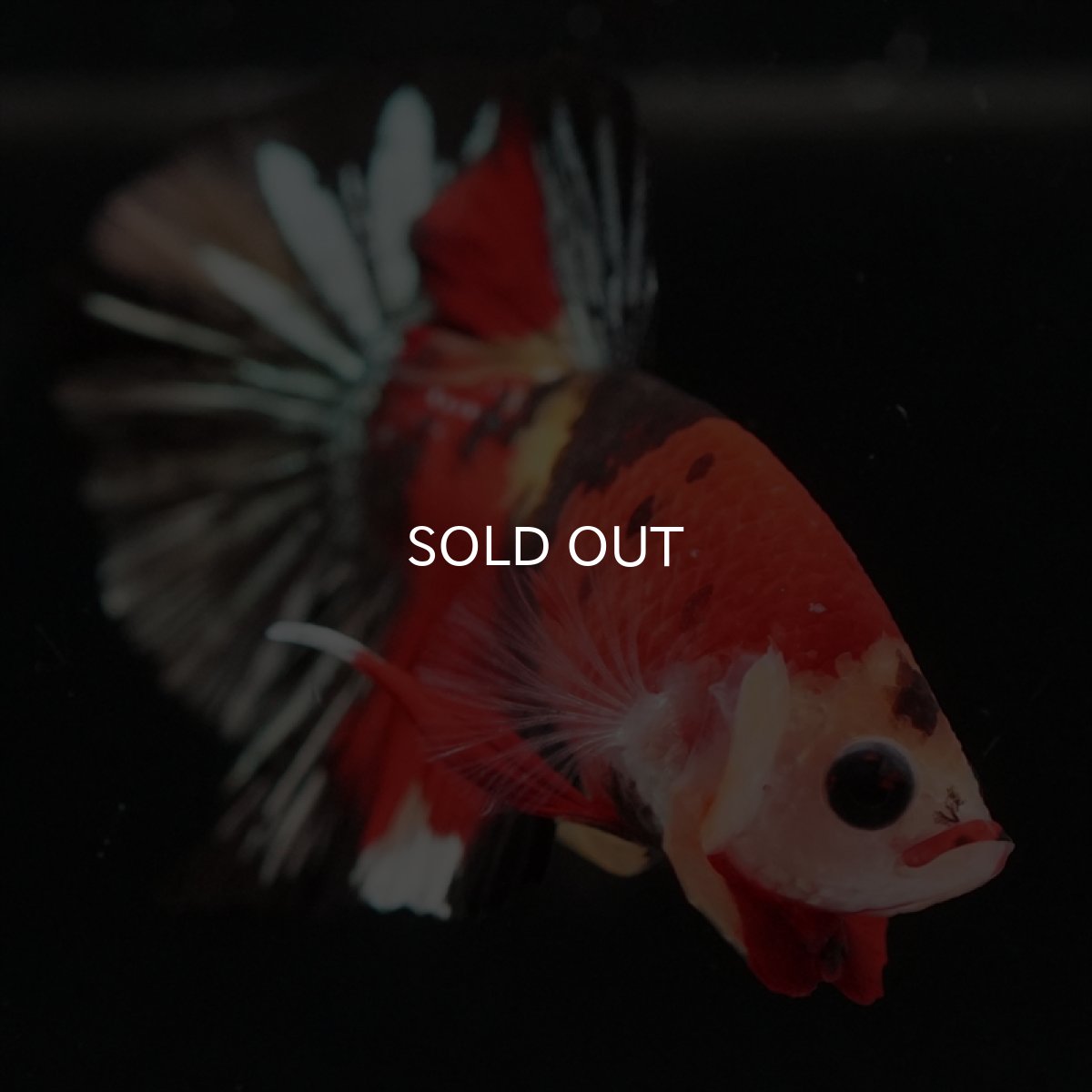 画像3: HMPK　キャンディカッパー (3)