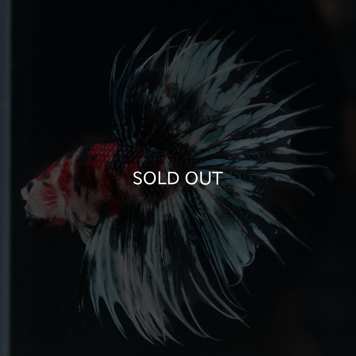 画像4: CT　鯉ギャラクシー (4)