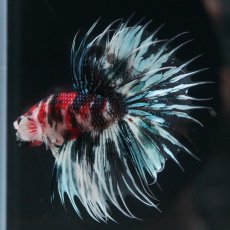 画像4: CT　鯉ギャラクシー (4)