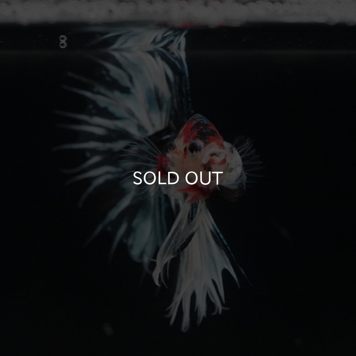 画像7: CT　鯉ギャラクシー (7)