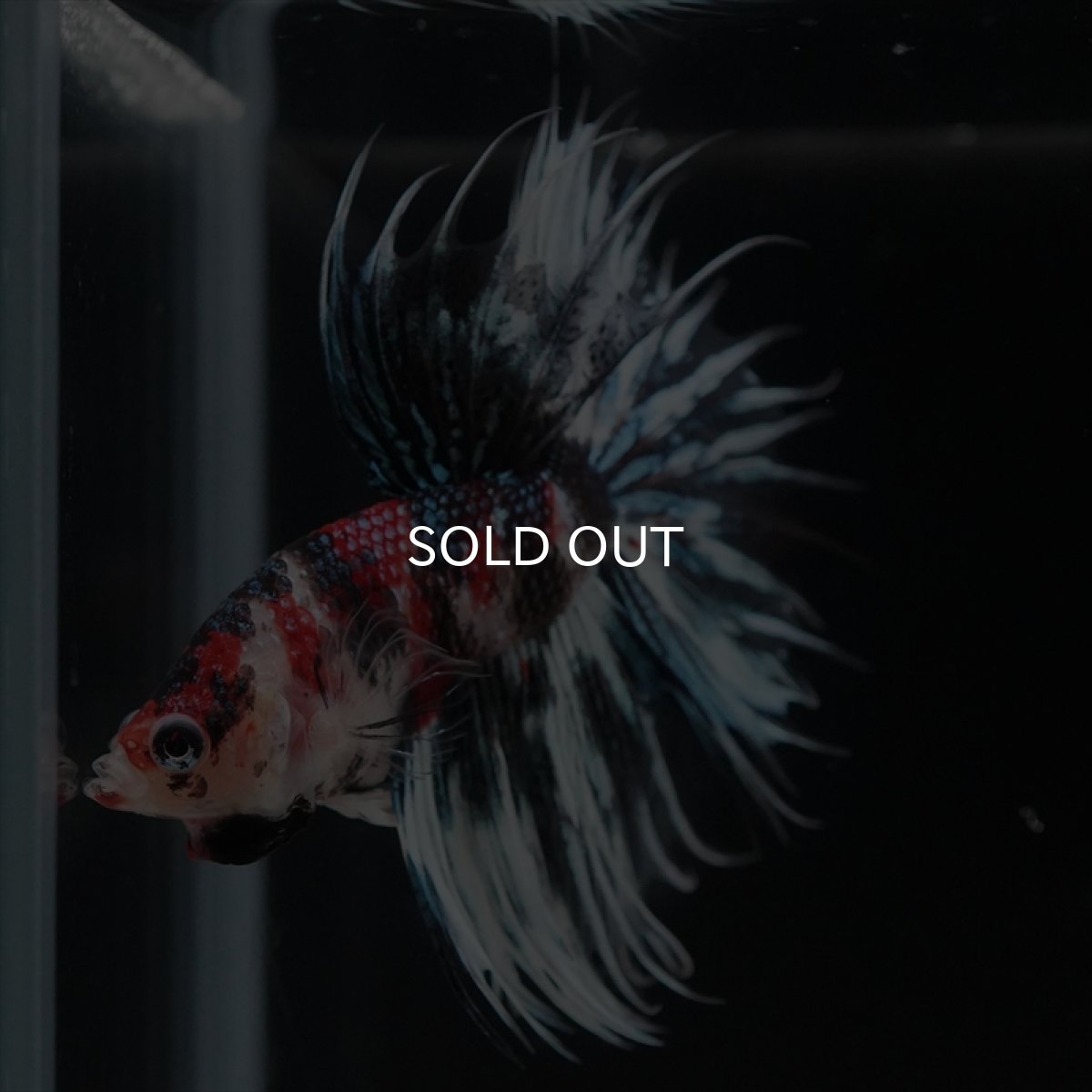 画像6: CT　鯉ギャラクシー (6)