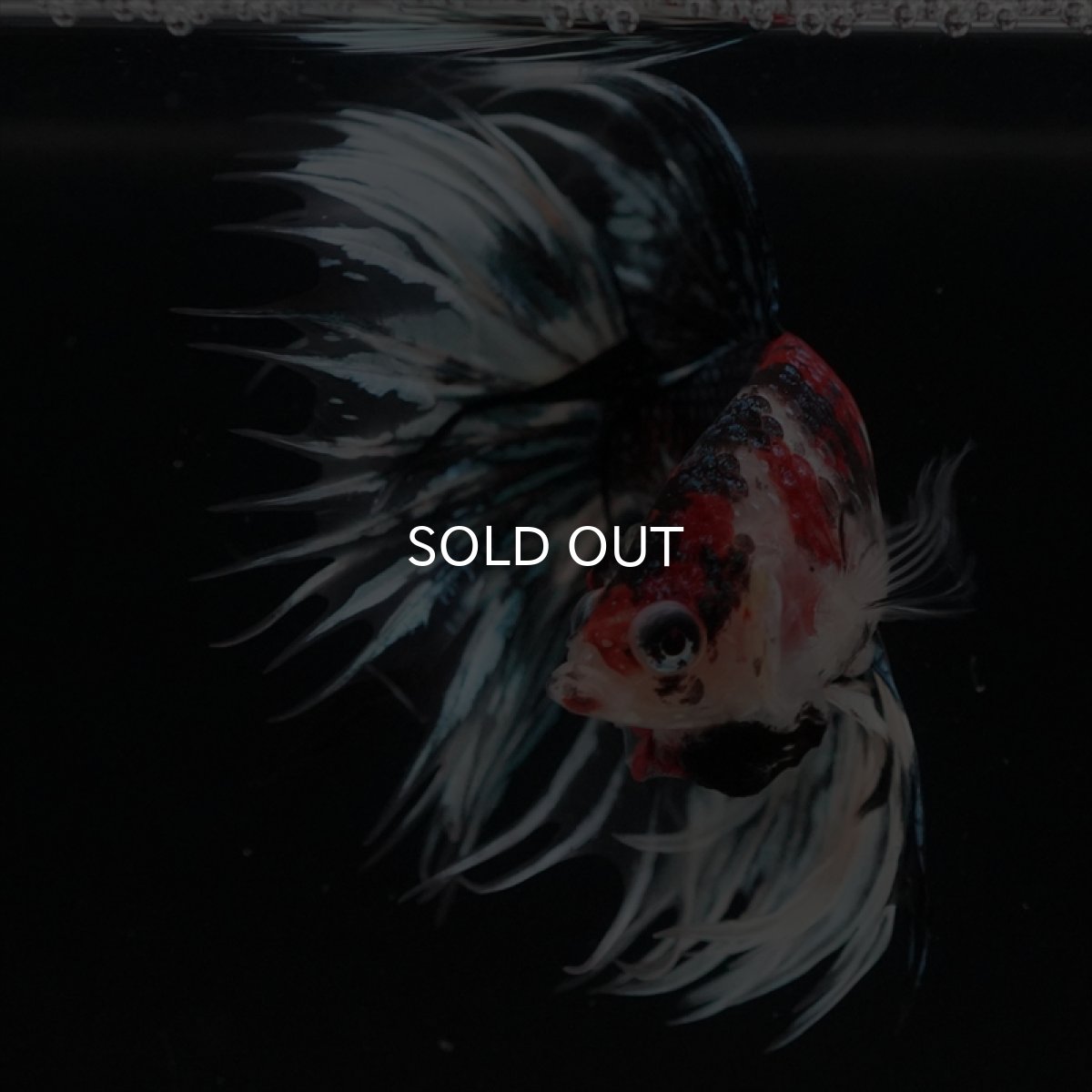 画像2: CT　鯉ギャラクシー (2)