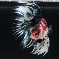 画像2: CT　鯉ギャラクシー (2)