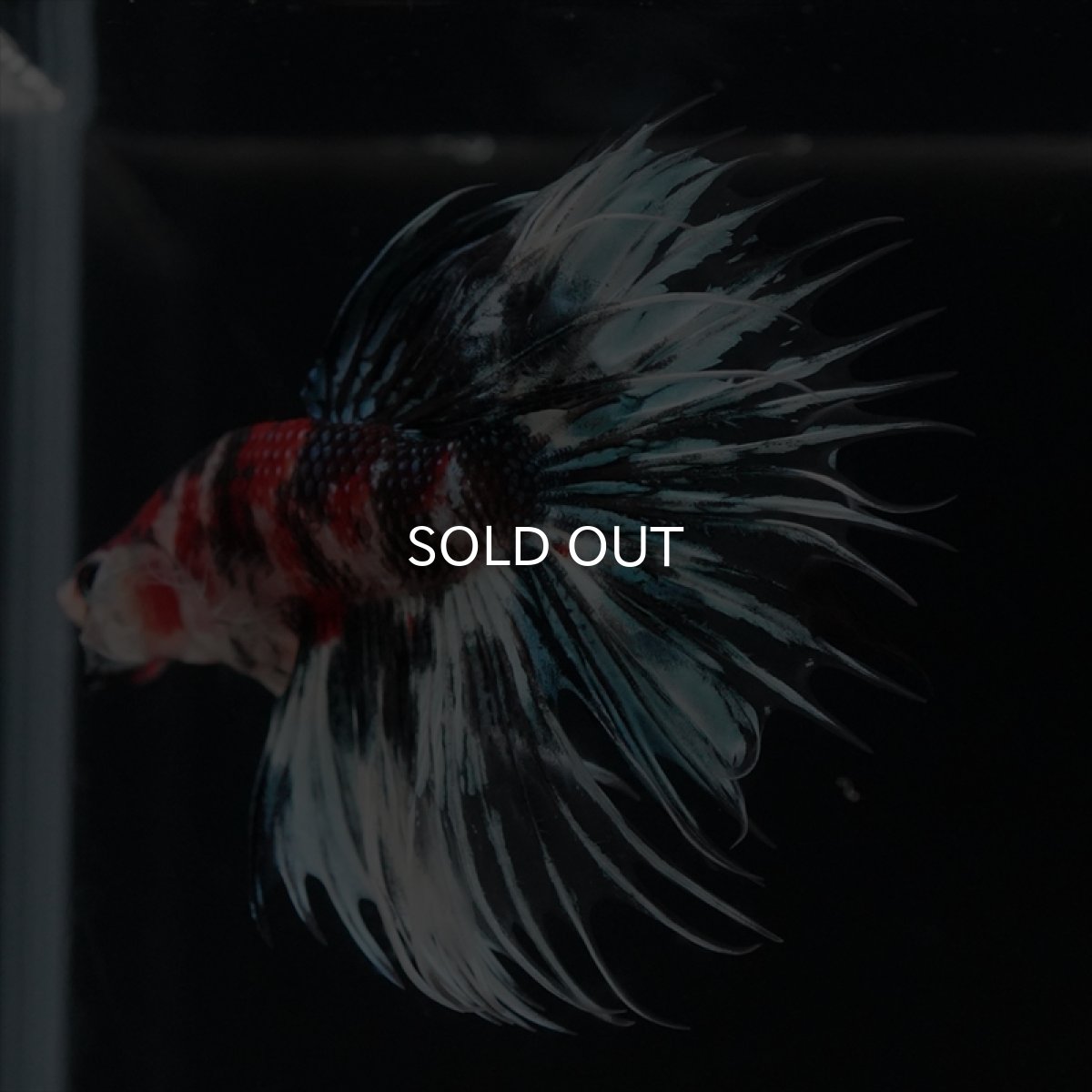 画像5: CT　鯉ギャラクシー (5)