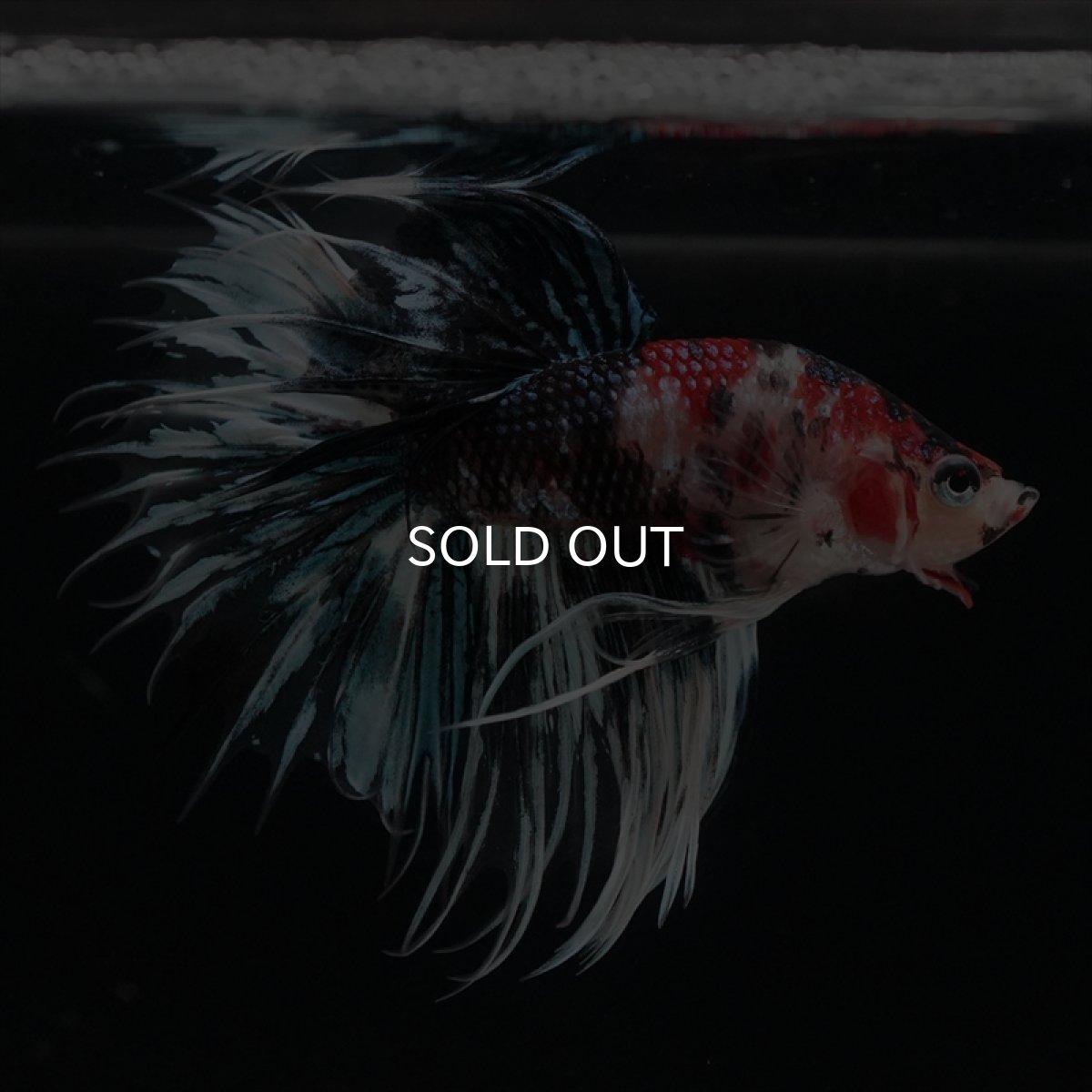 画像3: CT　鯉ギャラクシー (3)