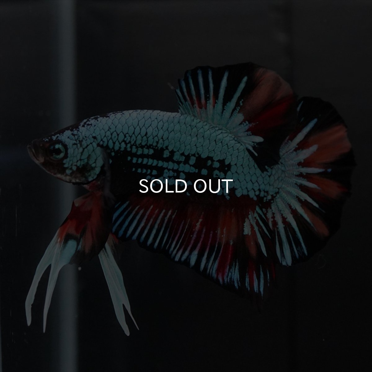 画像17: HMPK　キャンディドラゴン　変わり柄 (17)