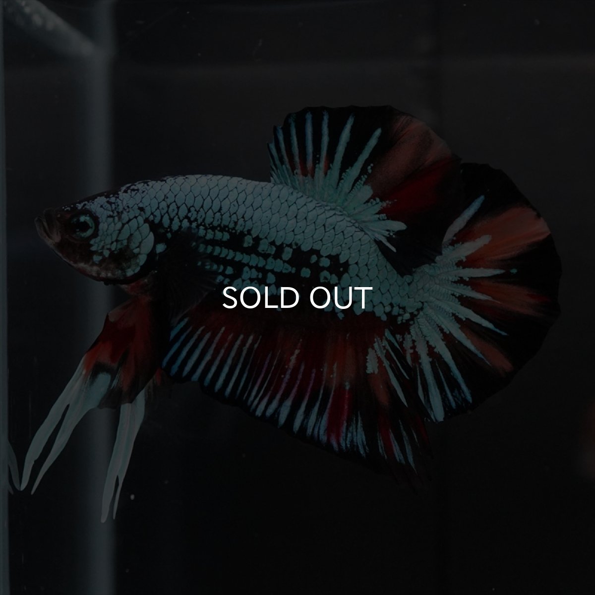 画像16: HMPK　キャンディドラゴン　変わり柄 (16)