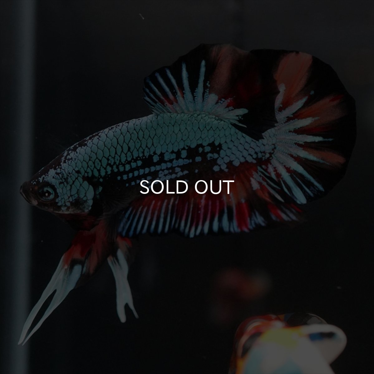 画像14: HMPK　キャンディドラゴン　変わり柄 (14)