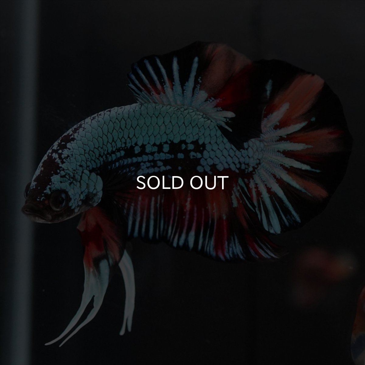 画像13: HMPK　キャンディドラゴン　変わり柄 (13)