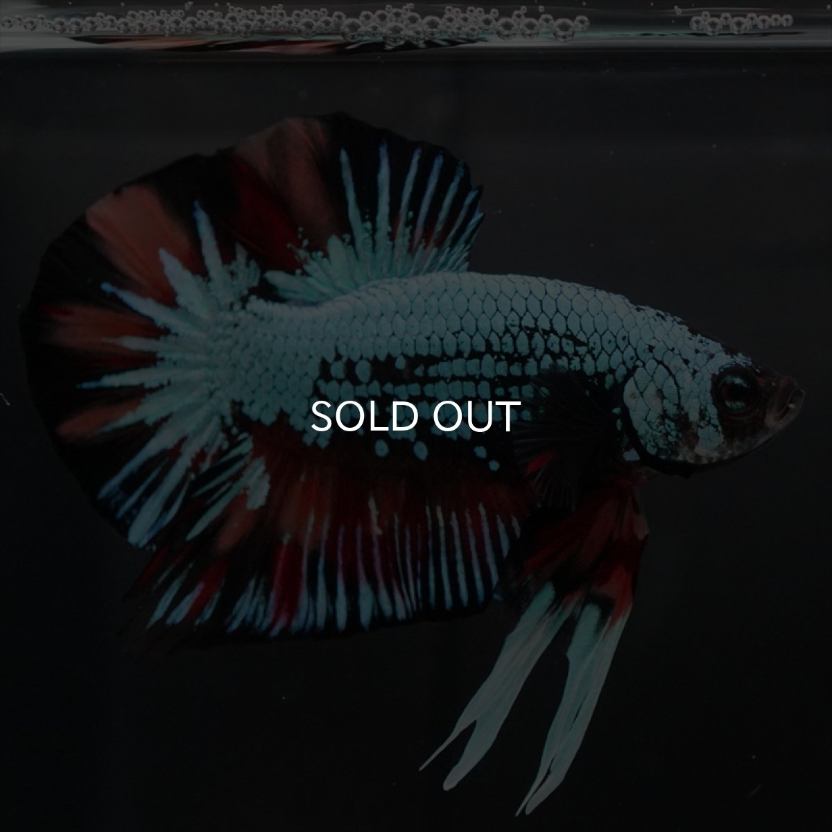 画像2: HMPK　キャンディドラゴン　変わり柄 (2)