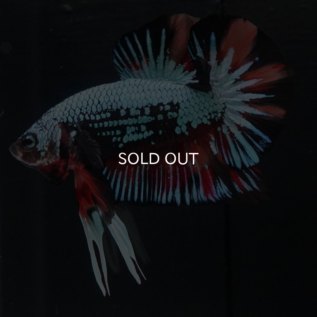 画像11: HMPK　キャンディドラゴン　変わり柄 (11)