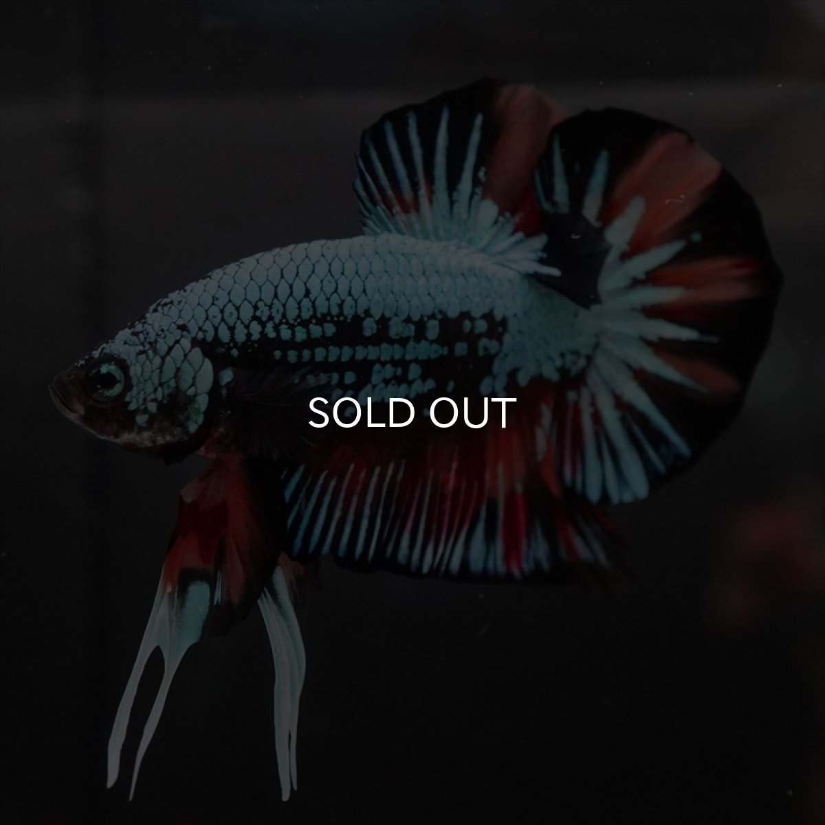 画像3: HMPK　キャンディドラゴン　変わり柄 (3)