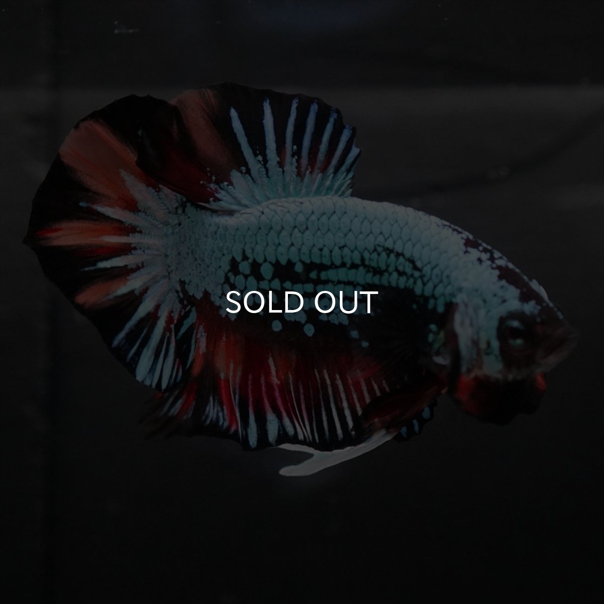 画像9: HMPK　キャンディドラゴン　変わり柄 (9)