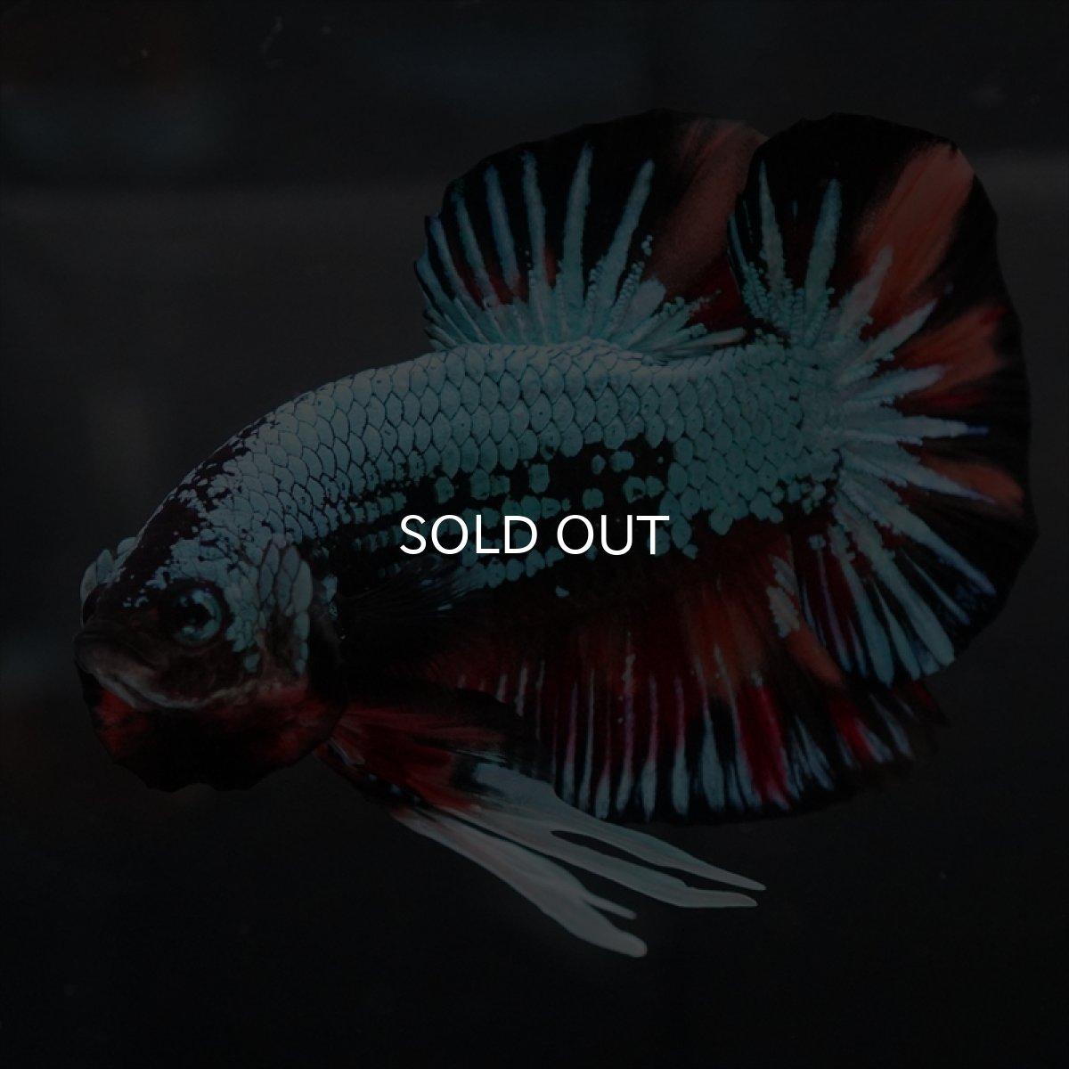 画像8: HMPK　キャンディドラゴン　変わり柄 (8)