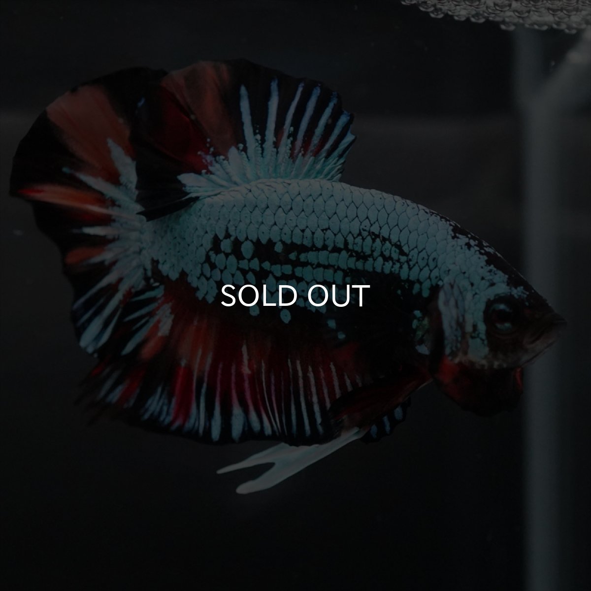 画像7: HMPK　キャンディドラゴン　変わり柄 (7)