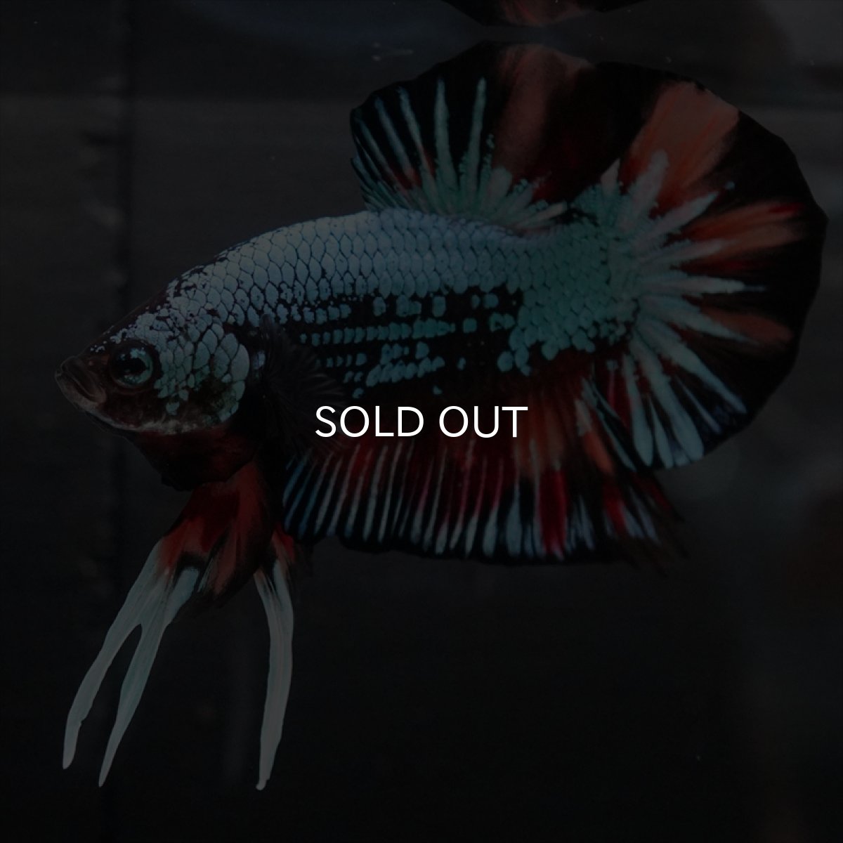 画像6: HMPK　キャンディドラゴン　変わり柄 (6)