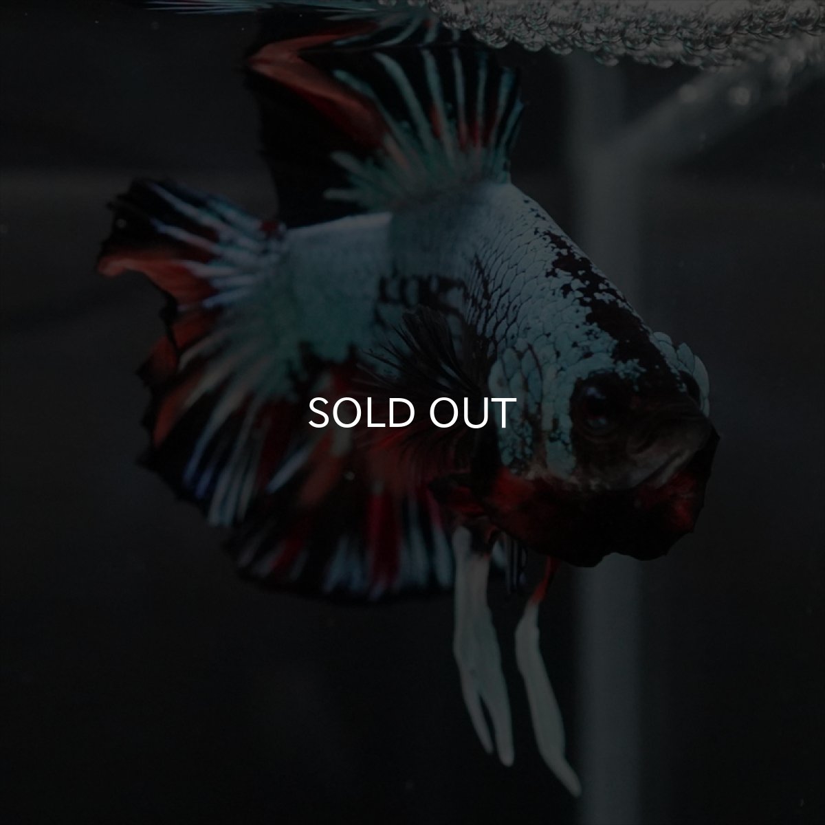 画像4: HMPK　キャンディドラゴン　変わり柄 (4)