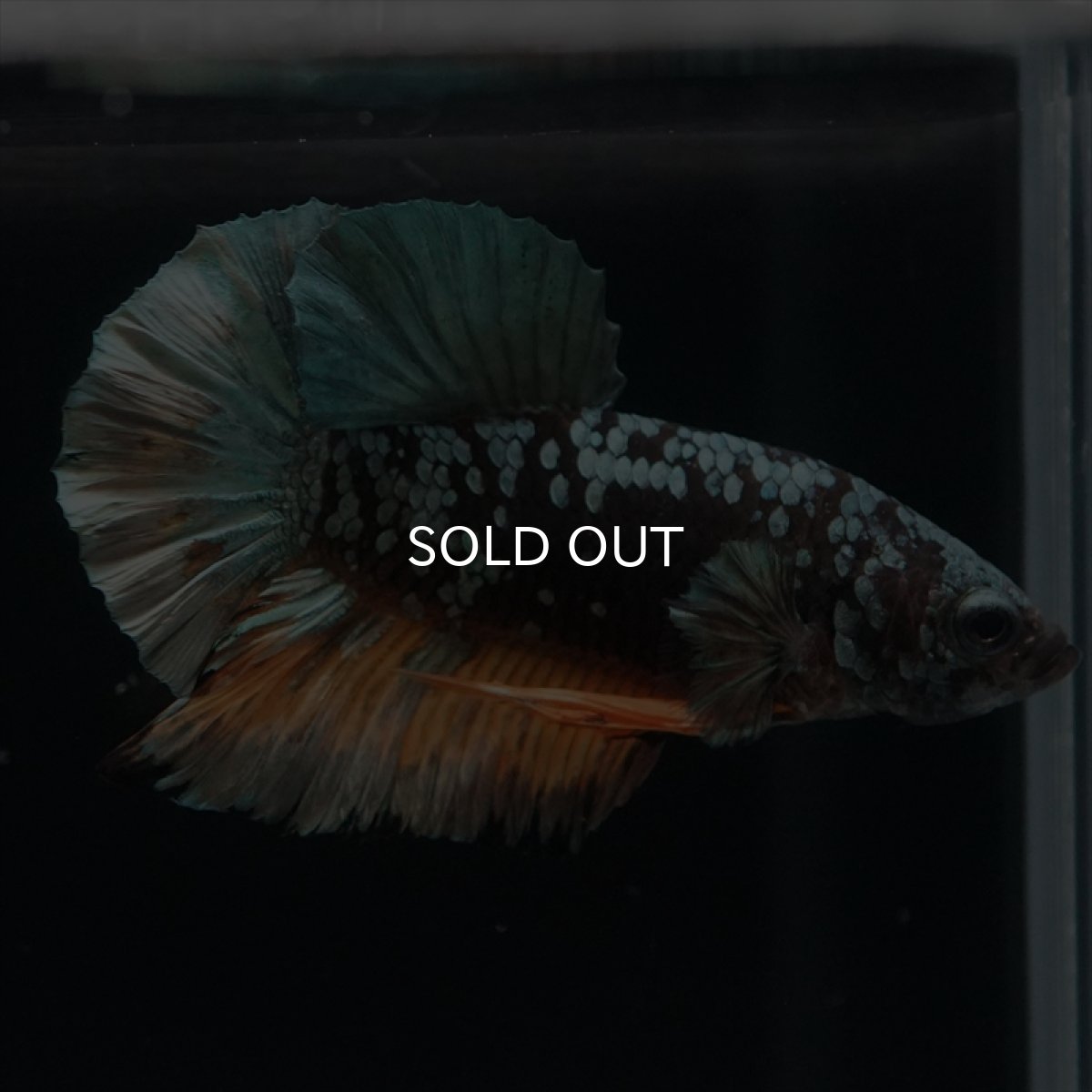 画像16: HMPK　イエローカッパーギャラクシー (16)