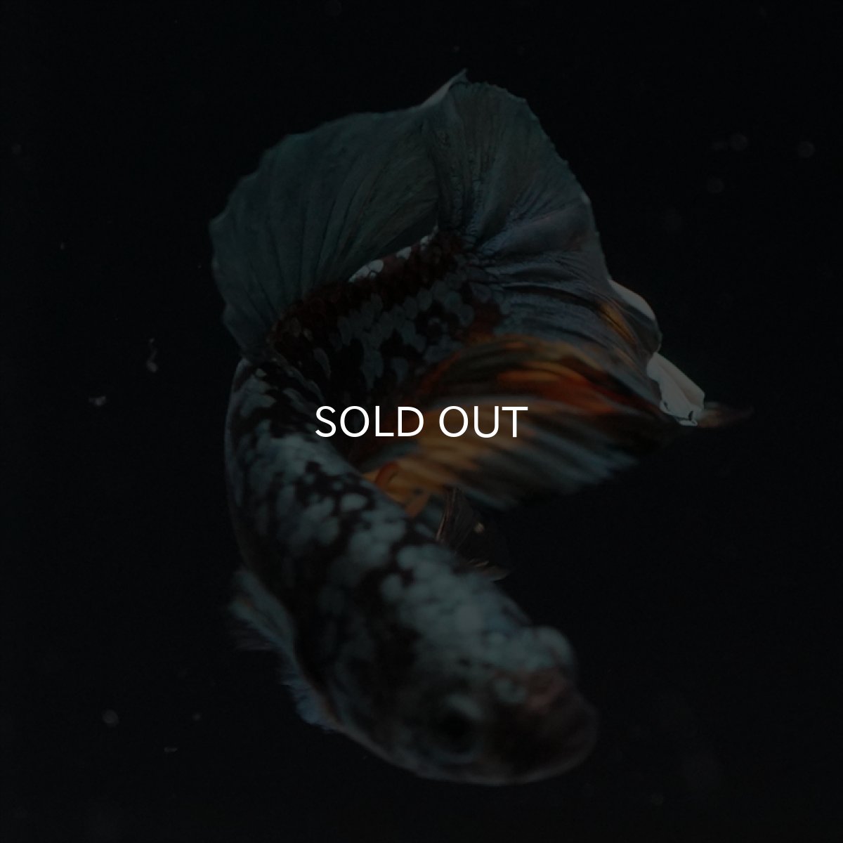 画像15: HMPK　イエローカッパーギャラクシー (15)