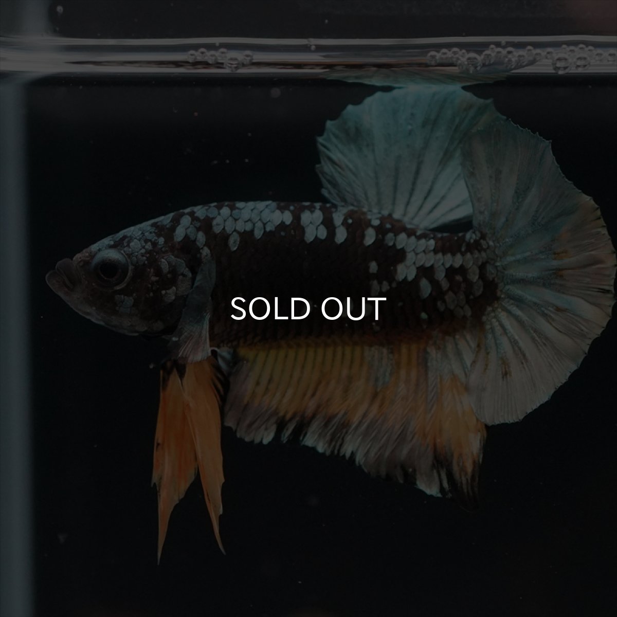 画像13: HMPK　イエローカッパーギャラクシー (13)