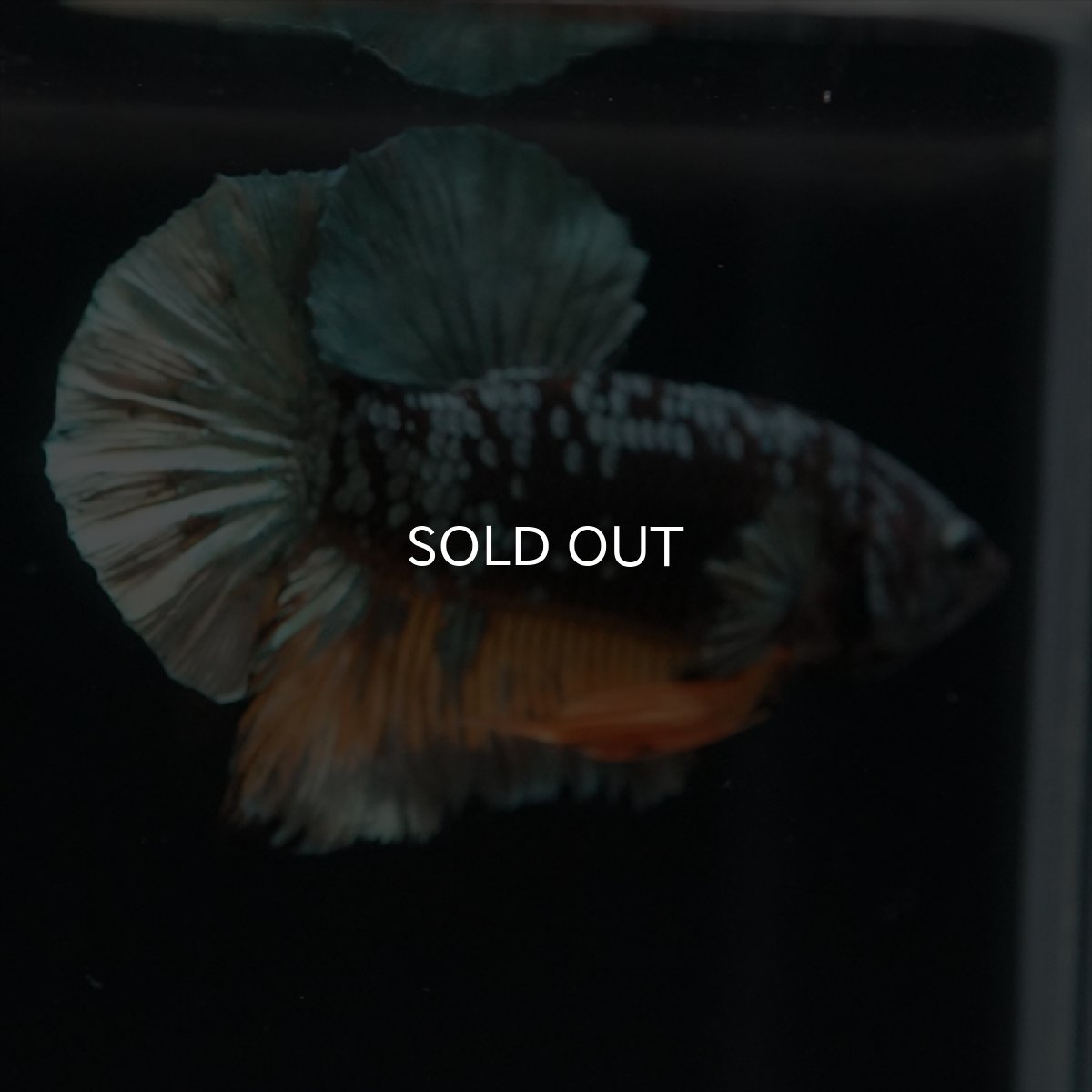 画像12: HMPK　イエローカッパーギャラクシー (12)