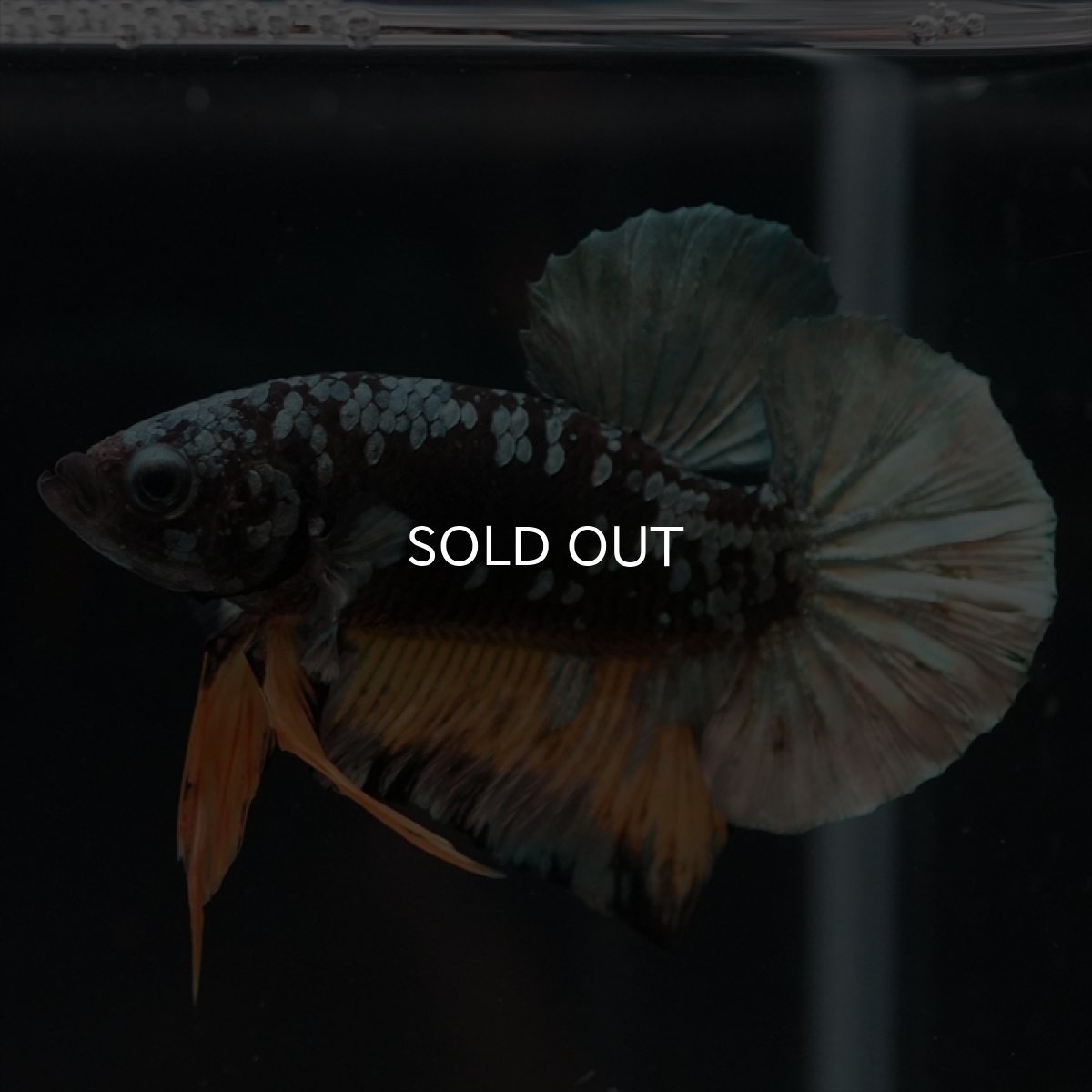 画像11: HMPK　イエローカッパーギャラクシー (11)