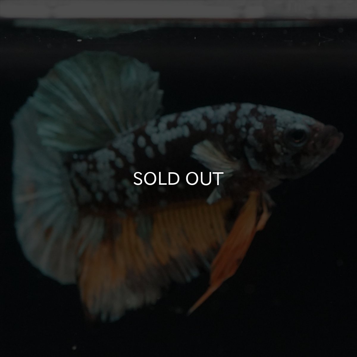 画像10: HMPK　イエローカッパーギャラクシー (10)