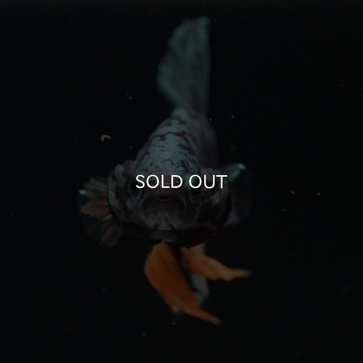 画像3: HMPK　イエローカッパーギャラクシー (3)