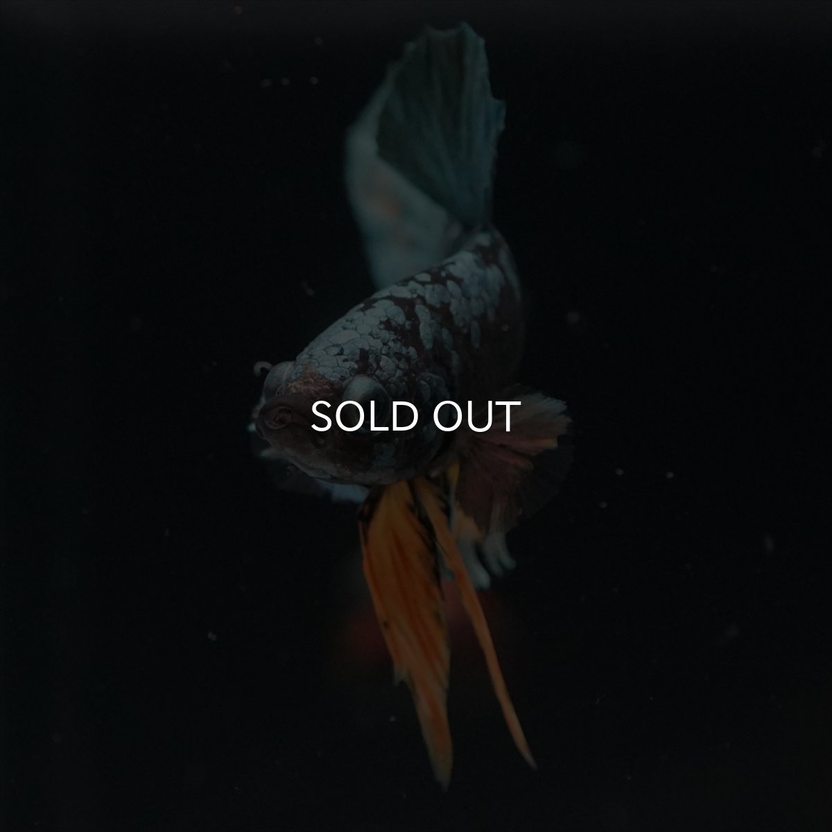 画像9: HMPK　イエローカッパーギャラクシー (9)