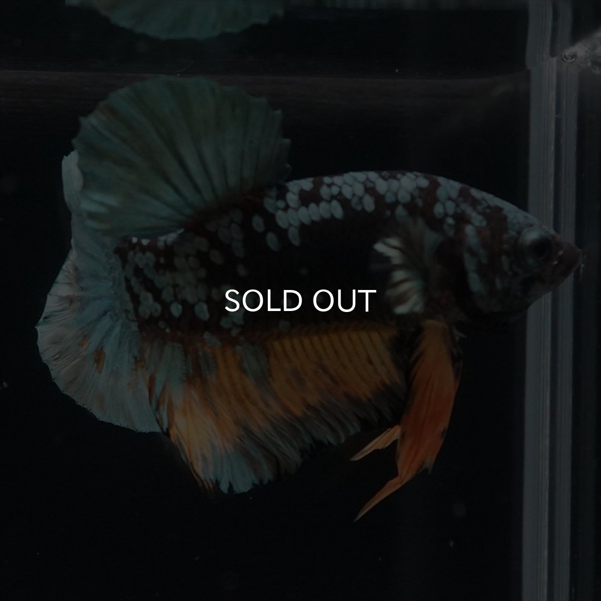 画像8: HMPK　イエローカッパーギャラクシー (8)