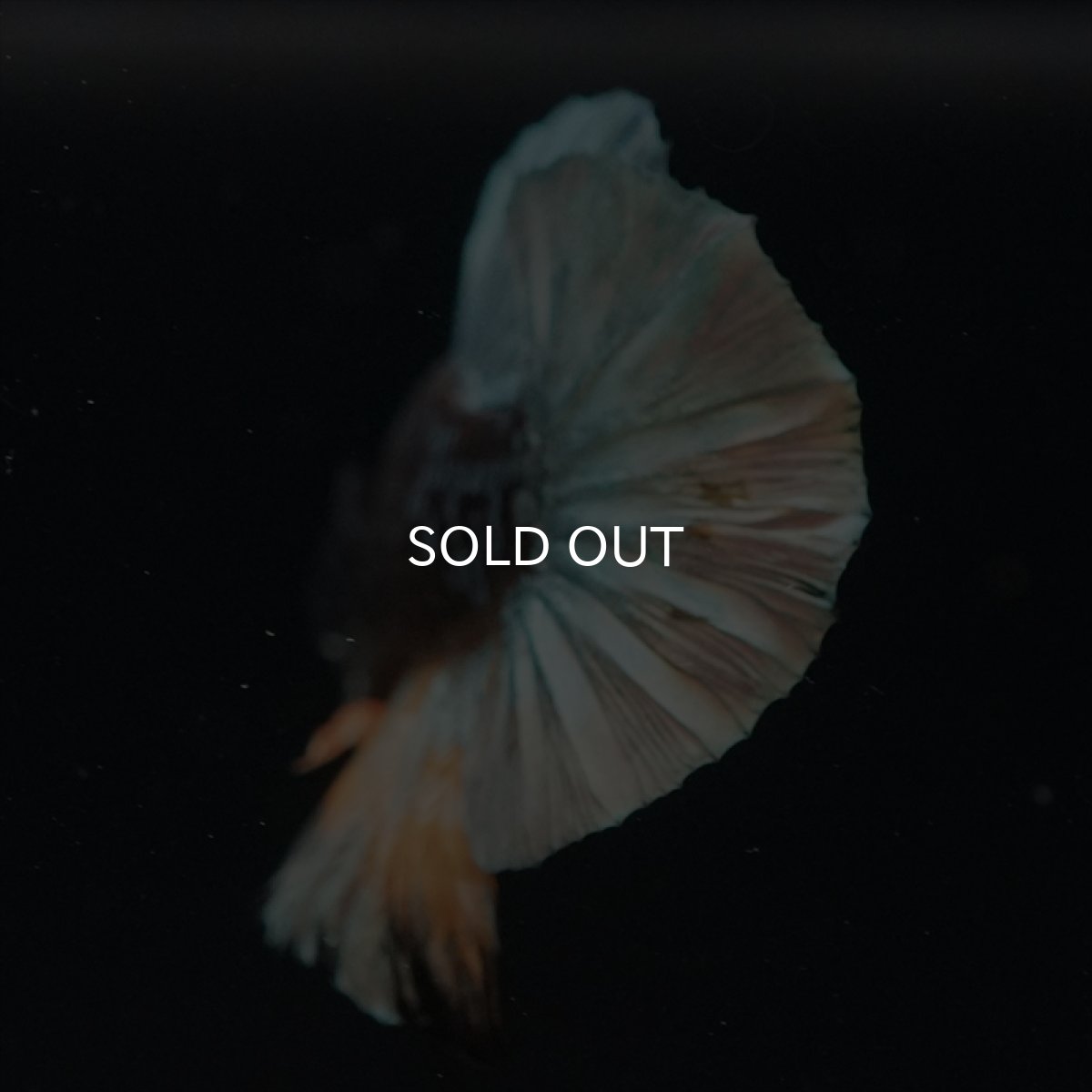 画像7: HMPK　イエローカッパーギャラクシー (7)