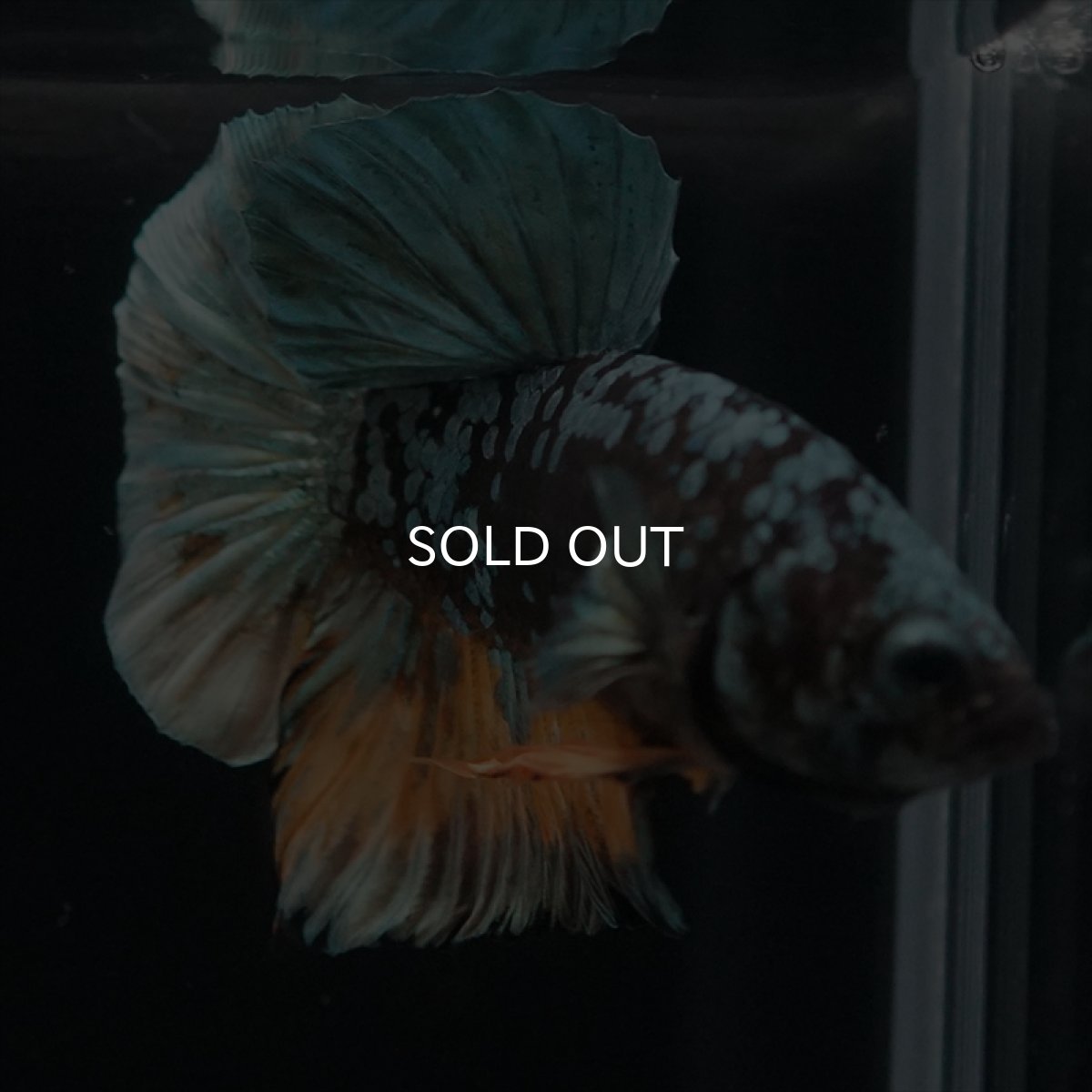 画像6: HMPK　イエローカッパーギャラクシー (6)