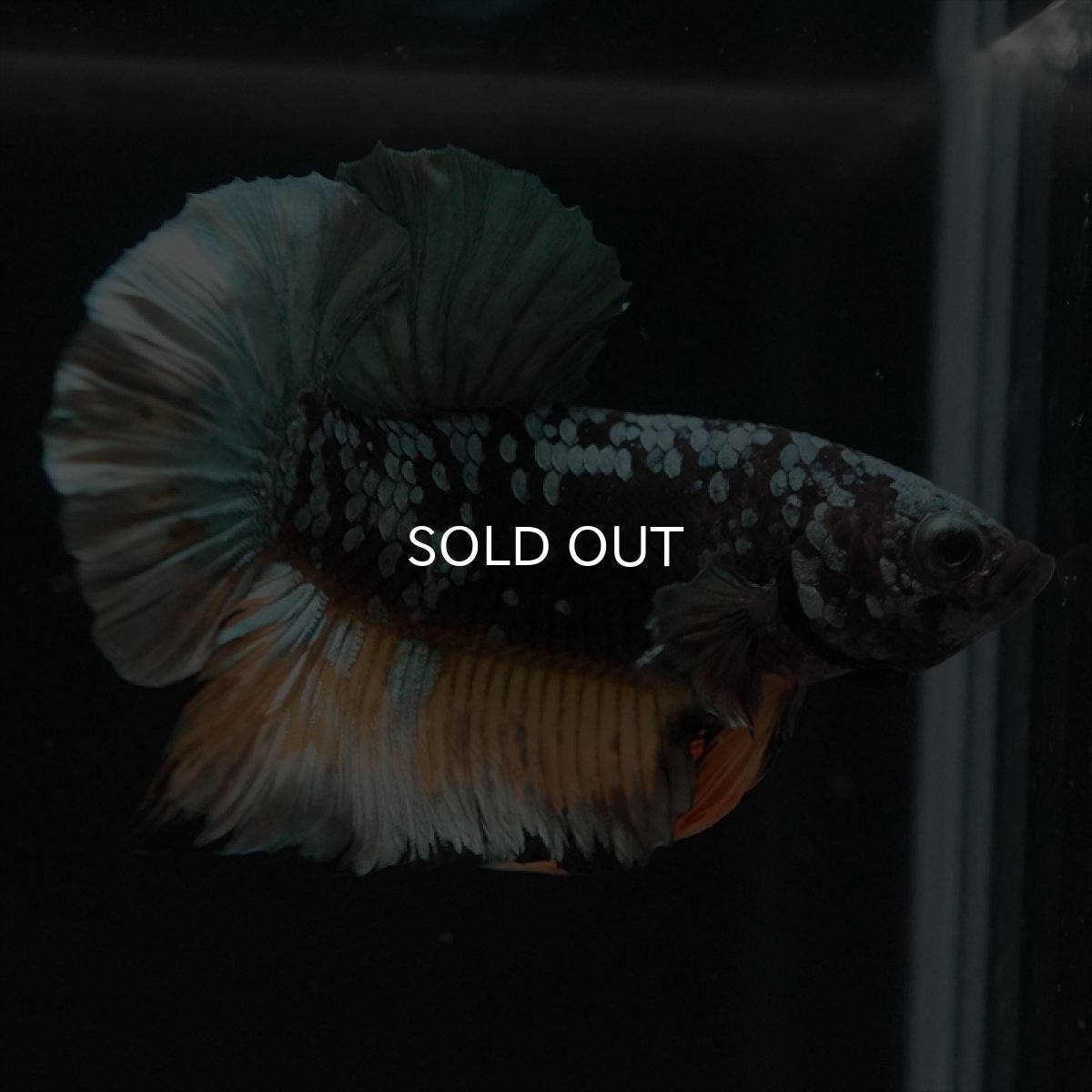 画像2: HMPK　イエローカッパーギャラクシー (2)