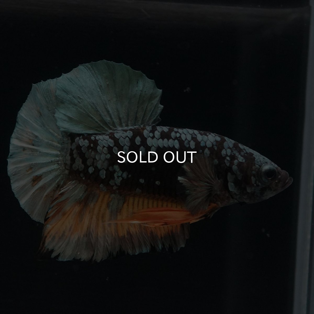 画像5: HMPK　イエローカッパーギャラクシー (5)