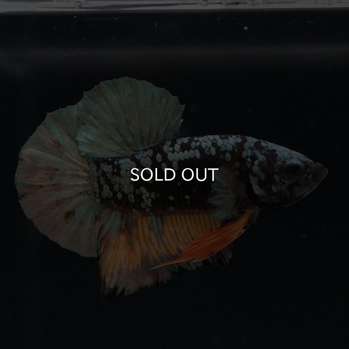 画像4: HMPK　イエローカッパーギャラクシー (4)