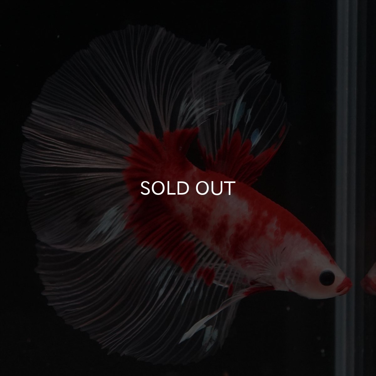 画像15: HM　紅白クリアフィン (15)