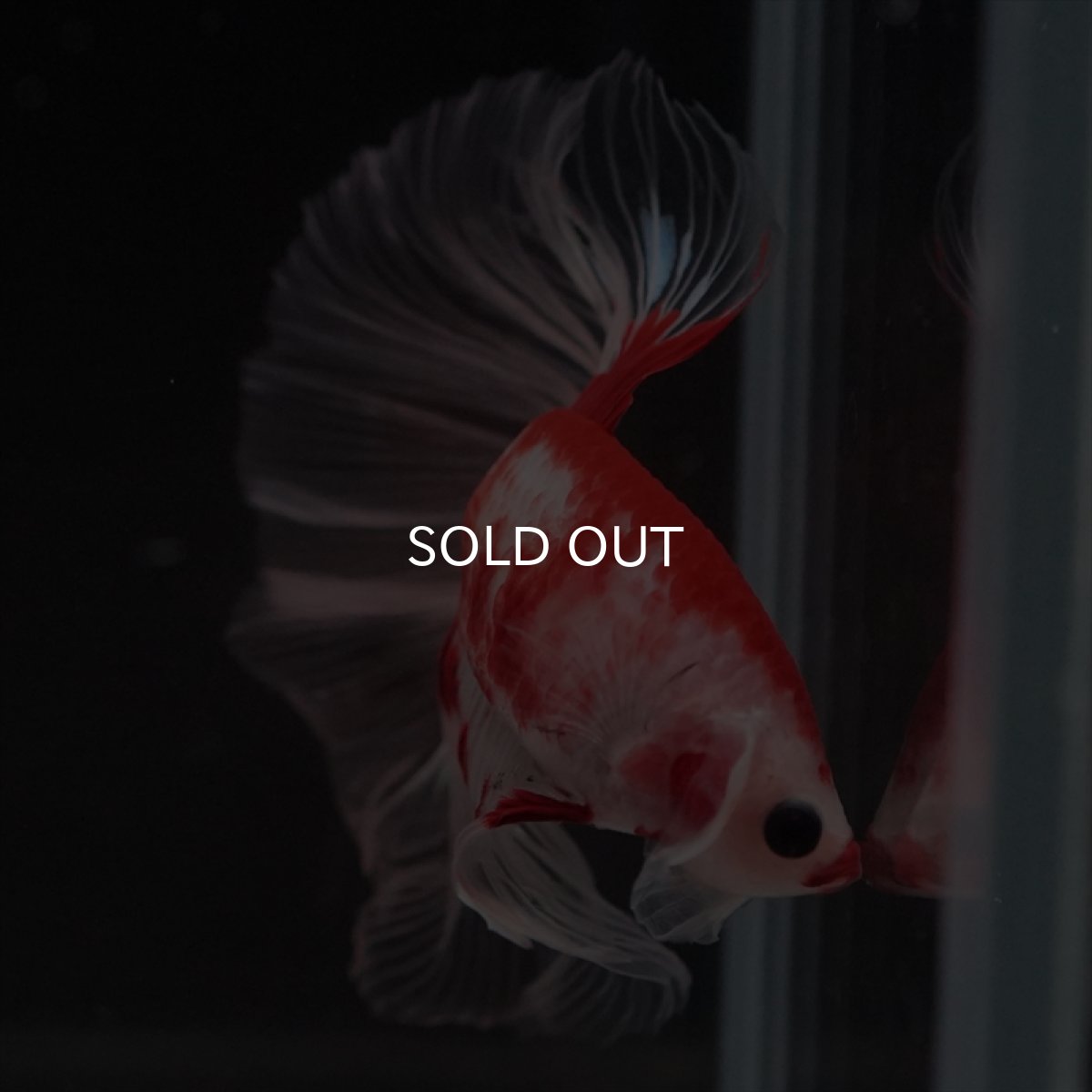 画像14: HM　紅白クリアフィン (14)