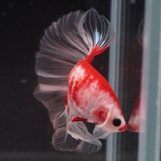 画像14: HM　紅白クリアフィン (14)
