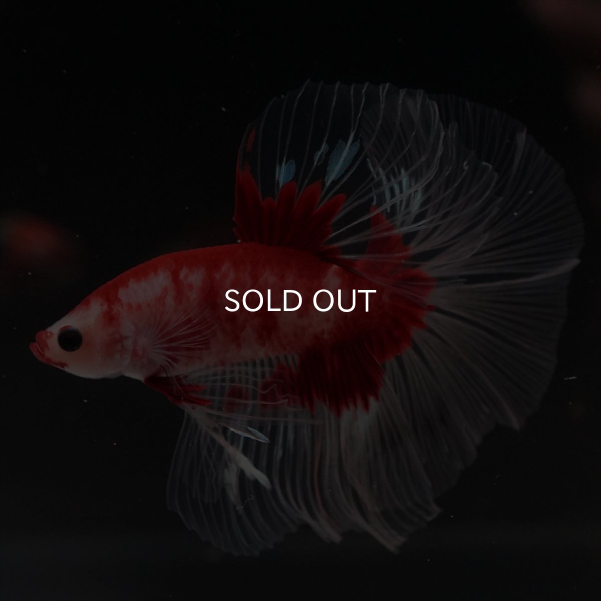 画像13: HM　紅白クリアフィン (13)