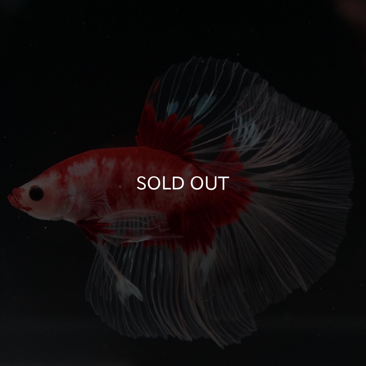 画像12: HM　紅白クリアフィン (12)