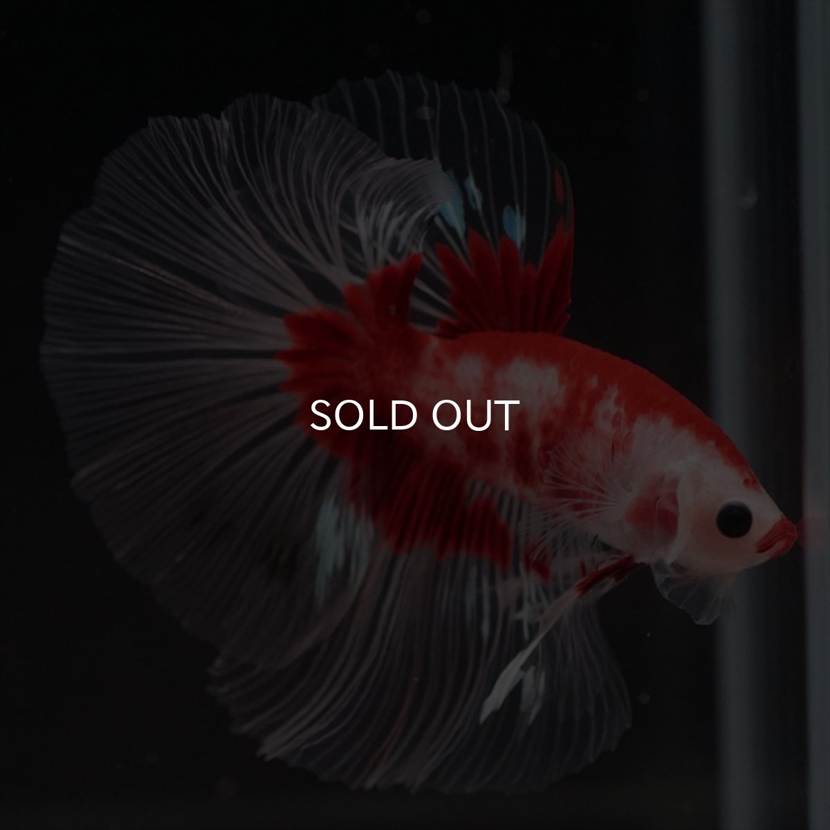 画像11: HM　紅白クリアフィン (11)